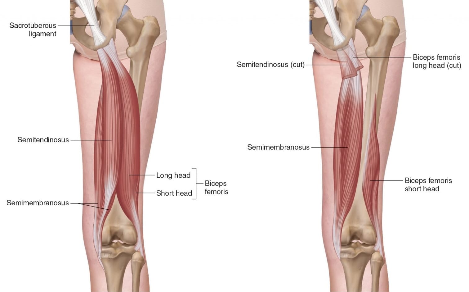 Hamstring muscles anatomy